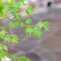Отель Yufuin Ryokan Seikoen Хидзи фото 12