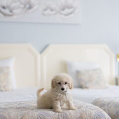 Отель First Euroflat Hotel Бельгия, Брюссель - 6 отзывов об отеле, цены и фото номеров - забронировать отель First Euroflat Hotel онлайн с домашними животными