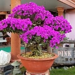 Отель Villa Pink House Далат фото 6