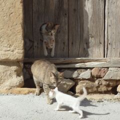 Отель Casas Rurales Peñagolosa с домашними животными