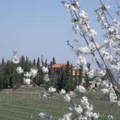 Отель Azienda Agricola Casa alle Vacche Италия, Сан-Джиминьяно - отзывы, цены и фото номеров - забронировать отель Azienda Agricola Casa alle Vacche онлайн приотельная территория фото 2