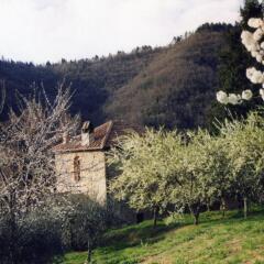 Отель Agriturismo Luce Реггелло приотельная территория фото 2