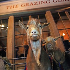 Отель The Grazing Goat Великобритания, Лондон - отзывы, цены и фото номеров - забронировать отель The Grazing Goat онлайн с домашними животными