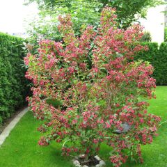 Отель Kriemhild am Hirschgarten Германия, Мюнхен - отзывы, цены и фото номеров - забронировать отель Kriemhild am Hirschgarten онлайн фото 6
