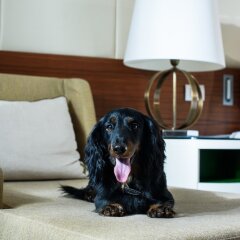 Renaissance Minsk Hotel Минск с домашними животными