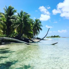 Отель Le Fare Bleu Французская Полинезия, Рангироа - отзывы, цены и фото номеров - забронировать отель Le Fare Bleu онлайн приотельная территория