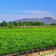 Отель Algodon Wine Estates and Champions Club Аргентина, Сан-Рафаэль - отзывы, цены и фото номеров - забронировать отель Algodon Wine Estates and Champions Club онлайн фото 2
