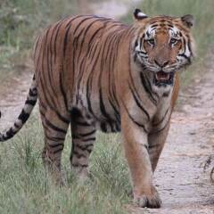 Отель Jungle Wildlife Camp Непал, Саураха - отзывы, цены и фото номеров - забронировать отель Jungle Wildlife Camp онлайн спортивное сооружение