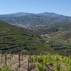 Отель Quinta De Casaldronho Wine Hotel Португалия, Ламего - отзывы, цены и фото номеров - забронировать отель Quinta De Casaldronho Wine Hotel онлайн фото 16