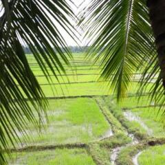 Отель Heaven Upon Rice Fields Шри-Ланка, Анурадхапура - отзывы, цены и фото номеров - забронировать отель Heaven Upon Rice Fields онлайн