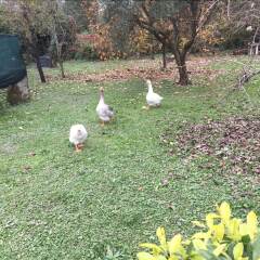 Отель B&B Happy Family Палаццоло-делло-Стелла фото 7