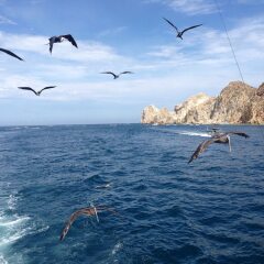 Отель Hyatt Place Los Cabos Мексика, Сан-Хосе-дель-Кабо - отзывы, цены и фото номеров - забронировать отель Hyatt Place Los Cabos онлайн приотельная территория фото 2