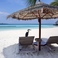 Отель Gangehi Island Resort пляж фото 2