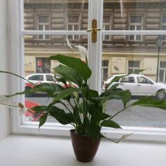 Апартаменты Greg Apartments Kampa Prague балкон