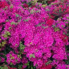 Bougainville Bay Hotel фото 11