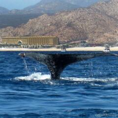 Отель Marquis Los Cabos, Resort & Spa - Adults Only пляж фото 2