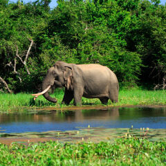 Отель Yala National Park Camping фото 2