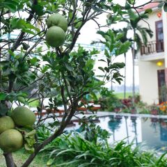 Отель Lama Homestay Hoi An балкон