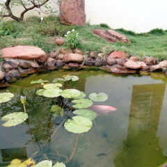 Отель The Field Homestay Hoi An