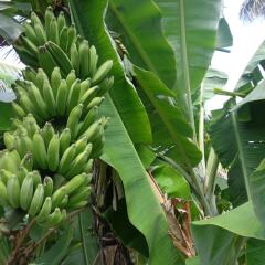 Hotel Star White Negombo фото 8