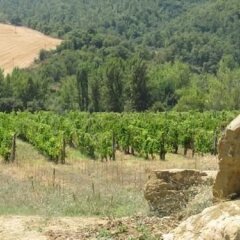 Отель Agriturismo Esperia Кьянчиано Терме фото 7