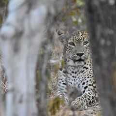 Отель Mahoora Tented Safari Camp - Kumana Шри-Ланка, Яла - отзывы, цены и фото номеров - забронировать отель Mahoora Tented Safari Camp - Kumana онлайн бассейн