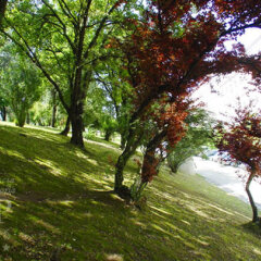 Hotel Avenida Park фото 3