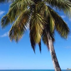 Palm View in Vieux Fort, St. Lucia from 753$, photos, reviews - zenhotels.com beach photo 3