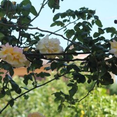 Отель B&B Morning Glory Монтекассино фото 3
