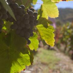 Отель Rural Quinta Do Silval Алижо фото 7