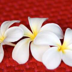 Отель Sofitel Bora Bora Marara Beach Resort удобства в номере
