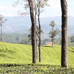 Bandarawela Hotel фото 12