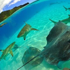 Отель Tahiti Sail and Dive спа фото 2