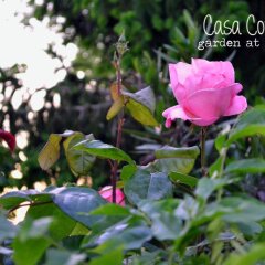 Отель Casa Country B&B Италия, Мирано - отзывы, цены и фото номеров - забронировать отель Casa Country B&B онлайн