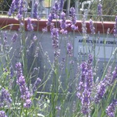 Отель Amor di lavanda Монтекассино фото 3
