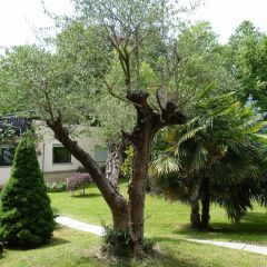 Parco Hotel Sassi фото 16