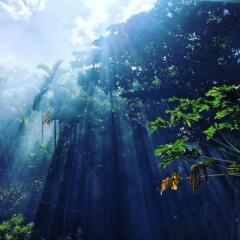 Отель Jungle Guest House Шри-Ланка, Галле - отзывы, цены и фото номеров - забронировать отель Jungle Guest House онлайн приотельная территория фото 2