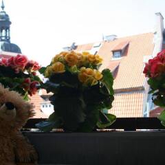 Teddy Bear Hostel Riga