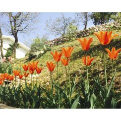 Отель Villa Poggio Ulivo B&B Relais Риволи-Веронезе бассейн
