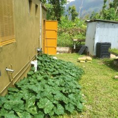 House With 3 Bedrooms in Layou Valley Road, With Wonderful sea View and Furnished Garden - 25 km From the Beach in Massacre, Dominica from 232$, photos, reviews - zenhotels.com photo 4