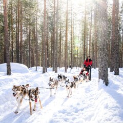 Отель Lapland Hotel Sky Ounasvaara Финляндия, Рованиеми - 2 отзыва об отеле, цены и фото номеров - забронировать отель Lapland Hotel Sky Ounasvaara онлайн спортивное сооружение
