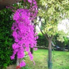 Отель La Collina Di Abbadia Озимо фото 3