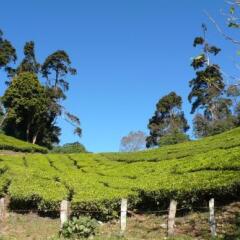 Green Magic Home in Munnar, India from 49$, photos, reviews - zenhotels.com outdoors photo 2
