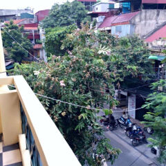 Отель Hanoi Pearl Hostel Вьетнам, Ханой - отзывы, цены и фото номеров - забронировать отель Hanoi Pearl Hostel онлайн балкон