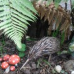 Отель Greymouth KIWI Holiday Parks & Motels гостиничный бар