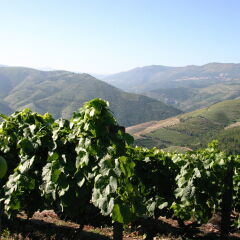 Отель Quinta Nova de Nossa Senhora do Carmo - Luxury Winery House фото 2