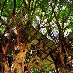 Отель Dao Anh Khanh Treehouse Ханой фото 2