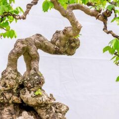 Отель Bonsai Homestay Хойан фото 11