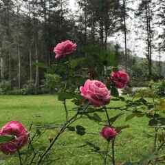 Отель Sapa Garden Bed and Breakfast Вьетнам, Шапа - отзывы, цены и фото номеров - забронировать отель Sapa Garden Bed and Breakfast онлайн фото 19
