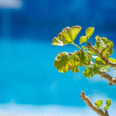 Отель Paradise Resort пляж фото 2